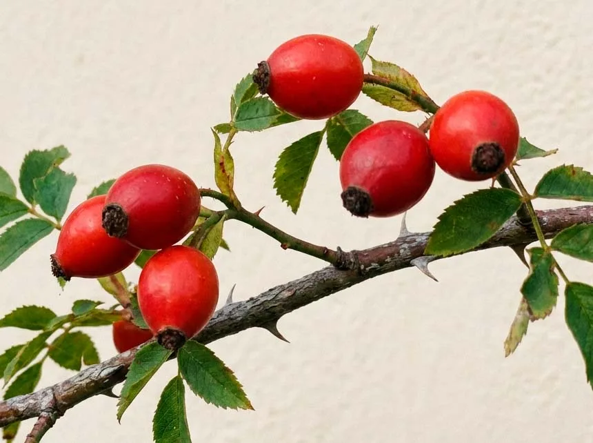 Rosehip — фото